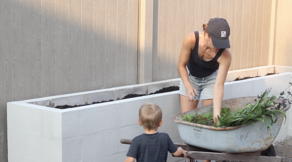 adding the plants to the DIY Raised Concrete Garden Bed